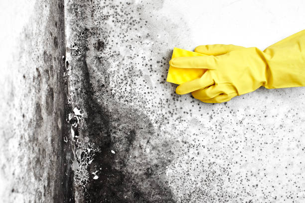 Professional Mold Remediation in Chase City, VA